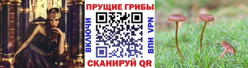 Купить закладки  Истра  Галлюциногенные грибы GOLDEN TEACHER 